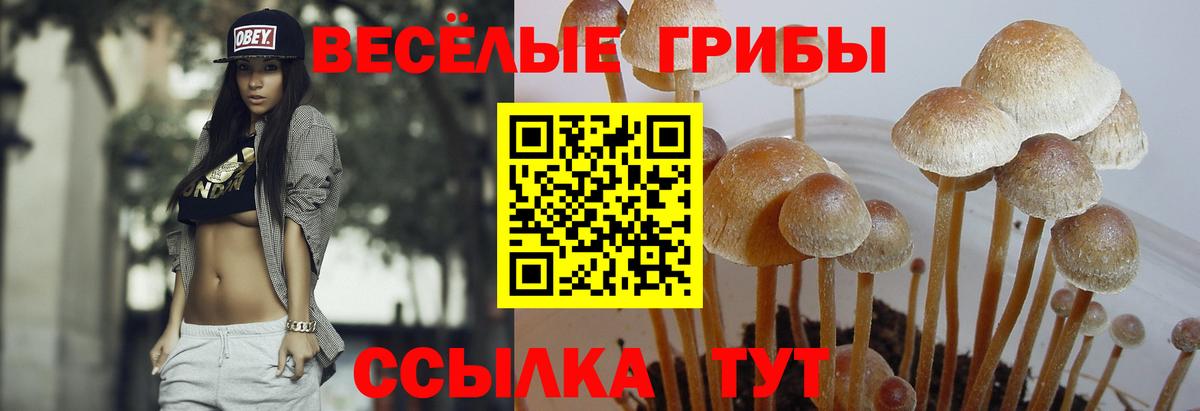 Вольск  Галлюциногенные грибы MAGIC MUSHROOMS  Вход с VPN 